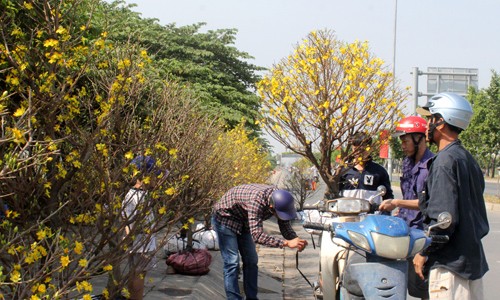 Mai, đào bạc triệu ở Sài Gòn đại hạ giá ngày cuối năm