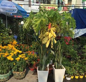 Độc, lạ kiểng đu đủ, cà chua, ớt, khế… "đọ dáng" trong hội chợ hoa Xuân