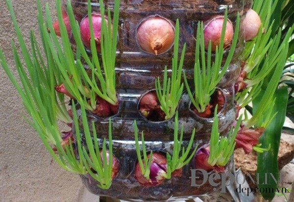 Trồng hành tại nhà bằng chai nhựa