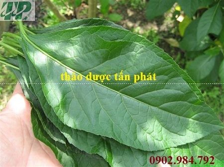 CÁCH SỬ DỤNG CÂY MẬT GẤU NAM