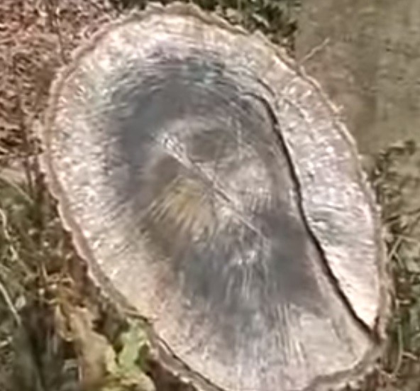 Video: Hình Chúa Jesus hiện trên gốc cây