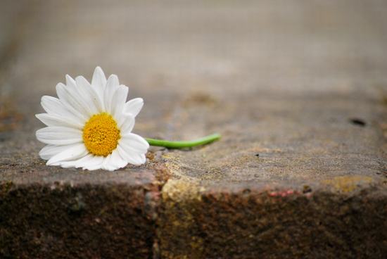 KHIÊM NHƯỢNG – BÀI HỌC MUÔN THUỞ