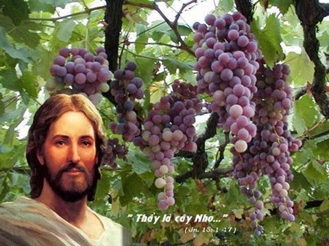 KẾT HỢP VỚI THẦY NHƯ CÀNH NHO KẾT HỢP CÂY NHO