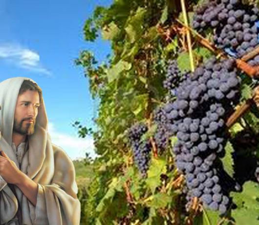 THIÊN CHÚA KIÊN NHẪN﻿