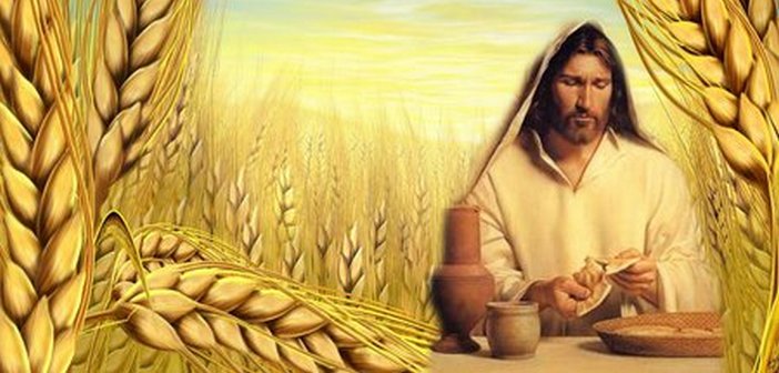 HÃY ĐỂ CHO LỜI CHÚA SINH HOA KẾT QUẢ