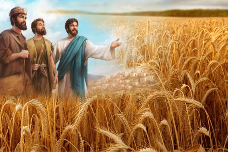 Thứ Sáu Tuần XV Mùa Thường Niên - Năm A